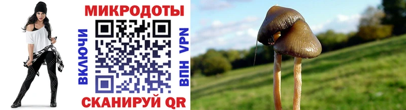 Купить закладки  Краснозаводск  Псилоцибиновые грибы Psilocybe 
